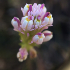 Castilleja densiflora