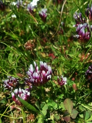 Trifolium variegatum