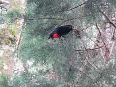 Hypopyrrhus pyrohypogaster