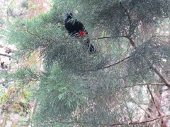 Hypopyrrhus pyrohypogaster