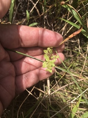 Lysimachia minima