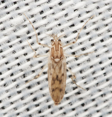 Chaoborus astictopus