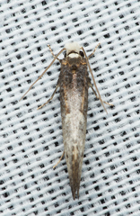 Tinea occidentella