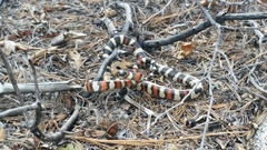 Lampropeltis zonata