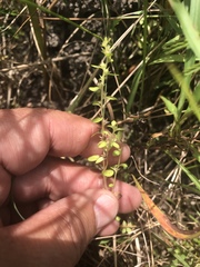 Lysimachia minima