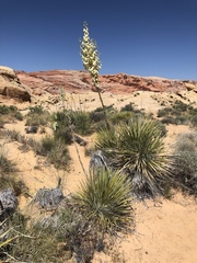 Yucca utahensis