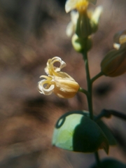 Streptanthus diversifolius