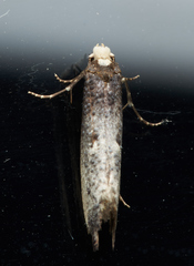 Tinea occidentella