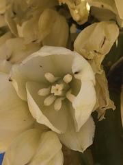 Yucca utahensis