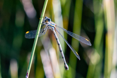 Chlorolestes conspicuus