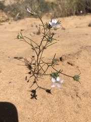 Eriastrum eremicum eremicum