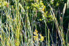 Chlorolestes conspicuus