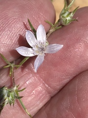 Eriastrum eremicum eremicum
