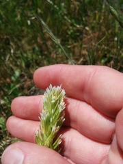 Castilleja attenuata