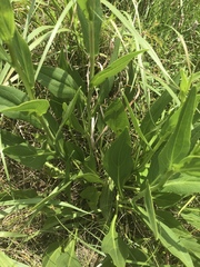 Rudbeckia texana