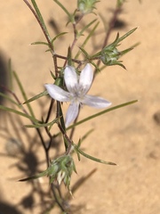 Eriastrum eremicum eremicum
