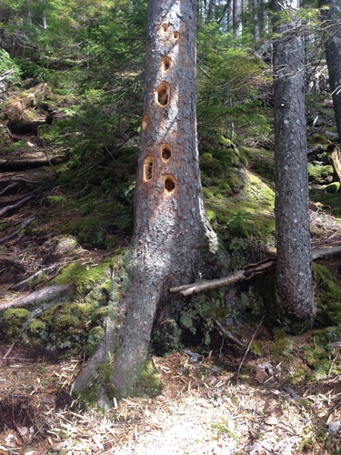 Pileated Woodpecker photographed in New Hampshire