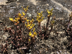 Sedum radiatum