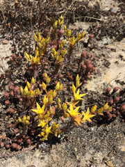 Sedum radiatum