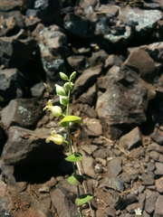 Streptanthus diversifolius