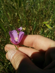 Clarkia arcuata