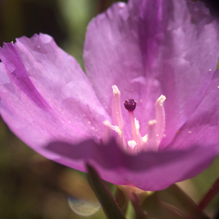 Clarkia purpurea