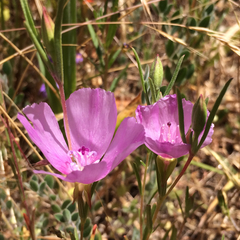 Clarkia purpurea