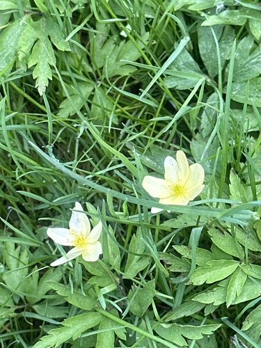 Anemone lipsiensis