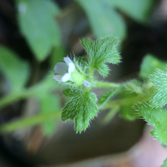 Nemophila parviflora
