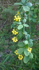 Berberis vulgaris