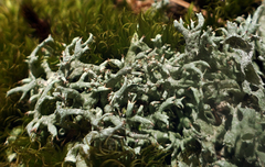 Cladonia dimorphoclada