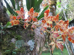 Oncidium sceptrum