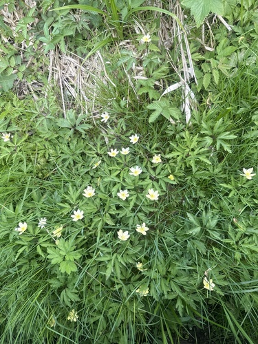 Anemone × lipsiensis, photograph 1