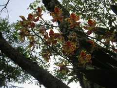 Oncidium sceptrum
