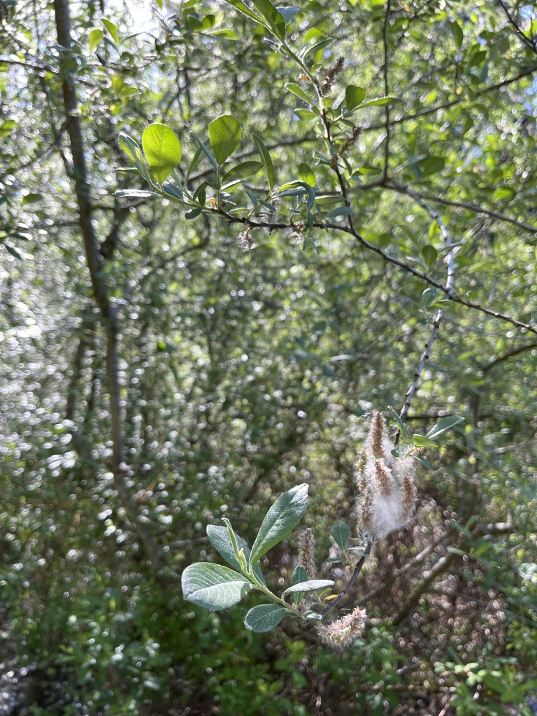 Something from Clark Lake Park, Kent, WA, US on May 12, 2024 at 09:39 ...