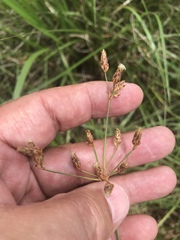 Fimbristylis puberula