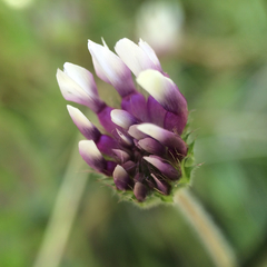 Trifolium grayi