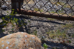 Aspidoscelis hyperythrus beldingi