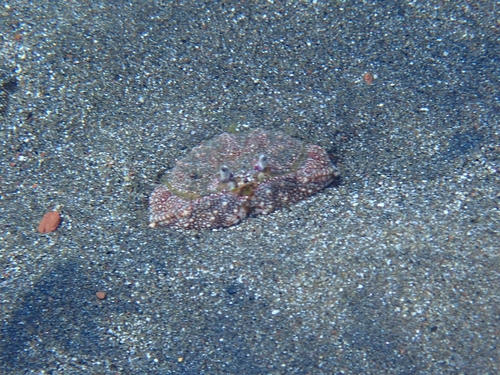 small-spotted shame-faced crab