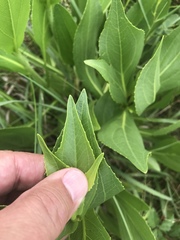 Rudbeckia texana