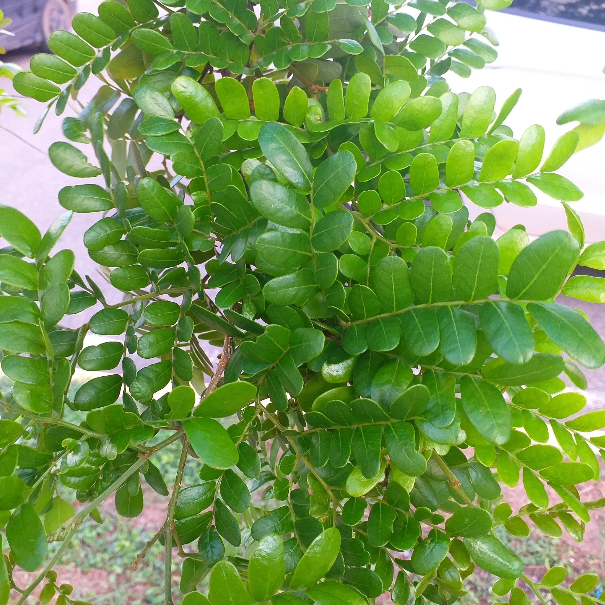 Imagem de Pau-brasil