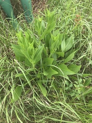 Rudbeckia texana