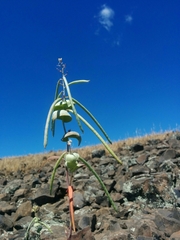Streptanthus diversifolius