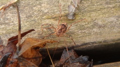 Leiobunum ventricosum