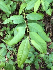 Oxydendrum