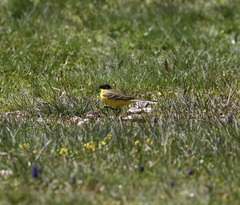 Motacilla flava feldegg