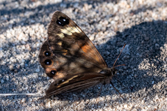 Torynesis hawequas