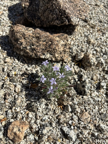 iNaturalist observation photo of Bristly Langloisia