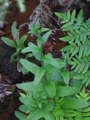 Duarte Frade, CC BY, iNaturalist via GBIF Campanula primulifolia, photograph Duarte Frade, CC BY, iNaturalist via GBIF