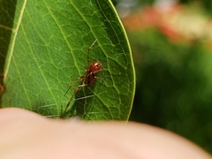 Anelosimus studiosus